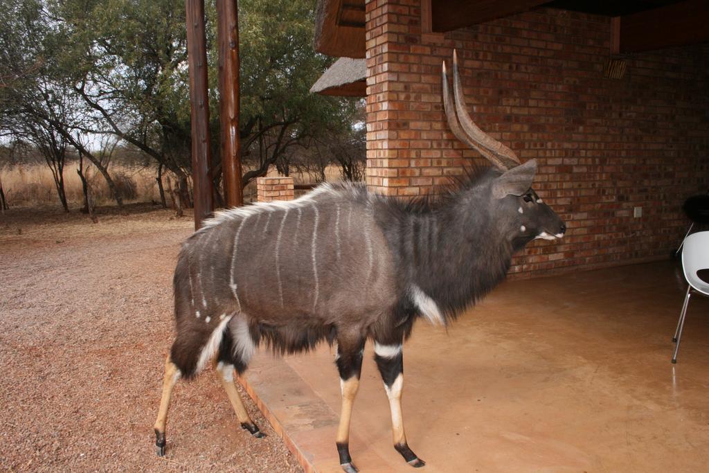 Makhato 84 Bush Lodge Bela-Bela Bagian luar foto